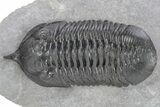 Morocconites Trilobite Fossil - Ofaten, Morocco #240488-2